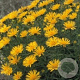 Inula ensifolia GM P9