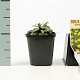 Inula ensifolia GM P9