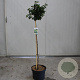 Betula utilis jacquemontii 200-225 cm 7,5L Gestokt