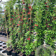 Bignonia capreolata 'Atrosanguinea' 150-175 cm vierkant rond 5,5L