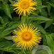 Inula orientalis GM P9