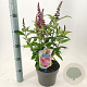 Buddleja d. B. Candy Little Cerise 30-35 cm 3,0L