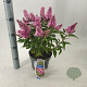 Buddleja d. B. Candy Little Pink 30-35 cm 3,0L