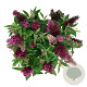 Buddleja d. B. Candy Little Ruby 50-60 cm 7,5L