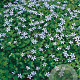 Isotoma fluviatilis GM P9