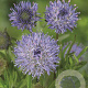 Jasione laevis 'Blaulicht' GM P9