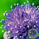 Jasione laevis 'Blaulicht' GM P9