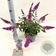 Buddleja Free Petite Tutti Fruitti 20-25 cm 2,0L