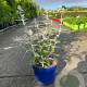 Buddleja Silver Anniversery 30-40 cm 3,0L