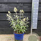 Buddleja Silver Anniversery 30-40 cm 3,0L