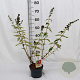 Buddleja weyer. 'Flower Power' 40-50 cm 2,0L