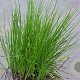 Juncus effusus GM P9