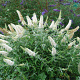Buddleja 'White Ball' 20-25 cm 2,0L