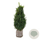 Buxus sempervirens 80-100 cm met kluit struik