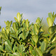Buxus sem. 'Raket' 175-200 cm draadkluit struik