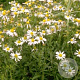 Kalimeris incisa 'Alba' GM P9
