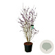 Callicarpa bod. 'Profusion' 150-175 cm cont. 55L extra