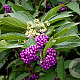 Callicarpa dich. 'Issai' 40-50 cm 3,0L