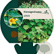 Kirengeshoma palmata GM P9