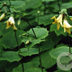 Kirengeshoma palmata GM P9