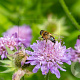 Knautia arvensis GM P9