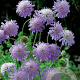 Knautia arvensis GM P9