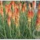Kniphofia 'Aurore' GM P9