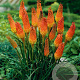 Kniphofia 'Alcazar' GM P9