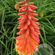 Kniphofia 'Alcazar' GM P9