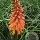 Kniphofia 'Alcazar' GM P9