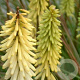 Kniphofia 'Little Maid' GM P9