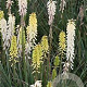 Kniphofia 'Little Maid' GM P9