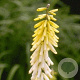 Kniphofia 'Little Maid' GM P9