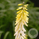 Kniphofia 'Little Maid' GM P9