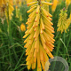 Kniphofia 'Mango Popsicle' GM P9
