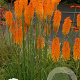 Kniphofia 'Mango Popsicle' GM P9