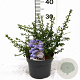 Ceanothus 'Blue Mound' 25-30 cm 3,0L