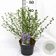 Ceanothus 'Concha' 30-40 cm 3,0L