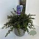 Ceanothus 'Emily Brown' 40-50 cm 10L