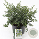 Ceanothus thyrsiflorus repens 30-35 cm 5,0L