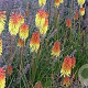 Kniphofia 'Royal Standard' GM P9