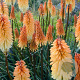 Kniphofia 'Tawny King' GM P9