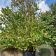 Cercidiphyllum japonicum 600-650 cm container