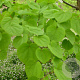 Cercidiphyllum japonicum 10-12 HO draadkluit