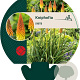 Kniphofia uvaria GM P9