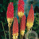 Kniphofia uvaria GM P9
