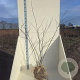 Cercis canadensis 125-150 cm met kluit meerstammig