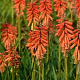 Kniphofia uvaria 'Echo Rojo' GM P9