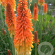 Kniphofia uvaria 'Grandiflora' GM P9