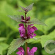 Lamium maculatum GM P9